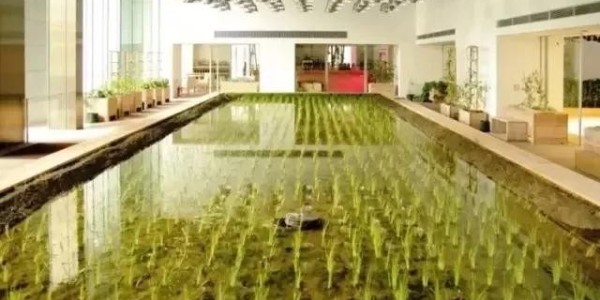美國人把辦公桌搬進了熱帶雨林，日本人把農(nóng)場搬進了寫字樓！